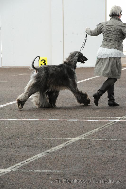 _DSC5484.JPG - Hundutställning i Malmö - Afghanhund