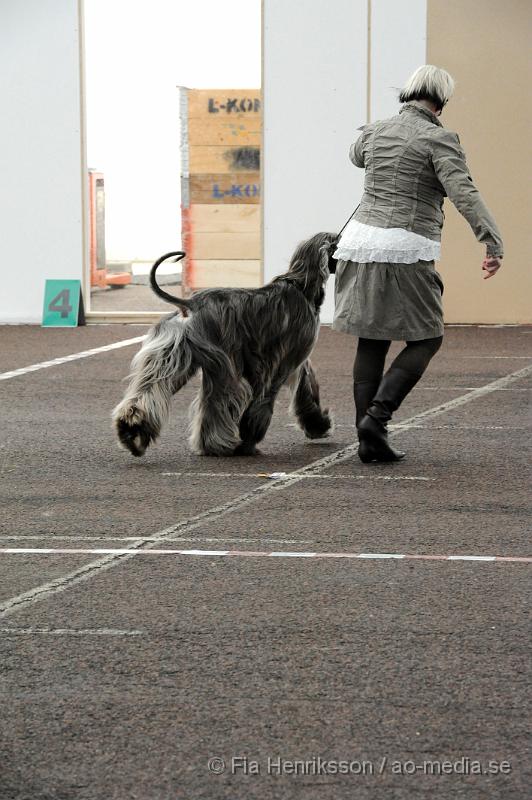 _DSC5485.JPG - Hundutställning i Malmö - Afghanhund