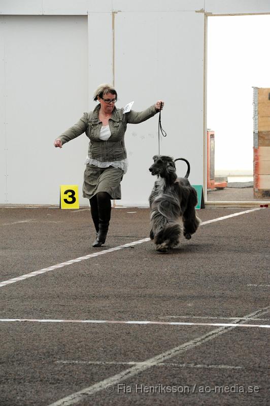 _DSC5486.JPG - Hundutställning i Malmö - Afghanhund