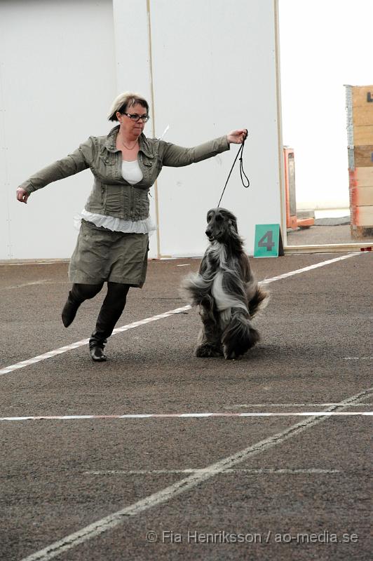 _DSC5487.JPG - Hundutställning i Malmö - Afghanhund