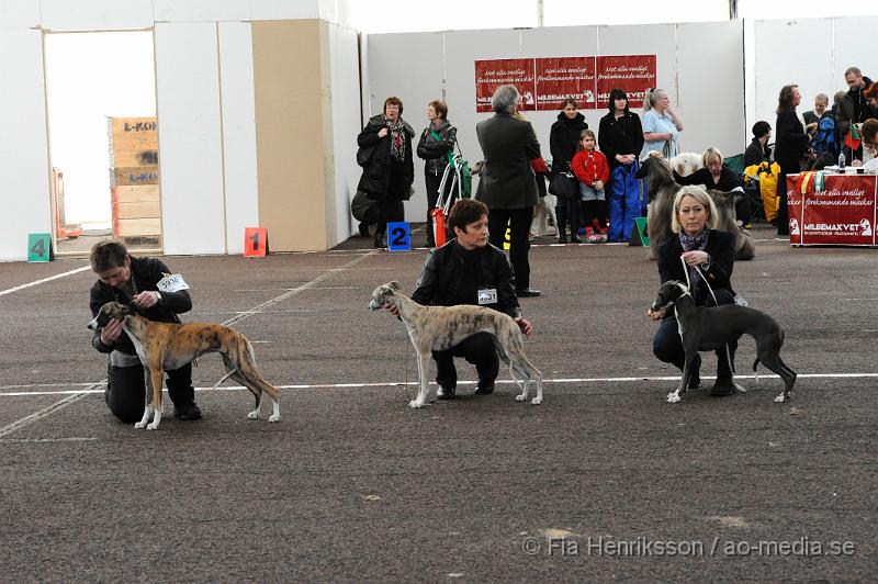 _DSC5488.JPG - Hundutställning i Malmö - Whippet