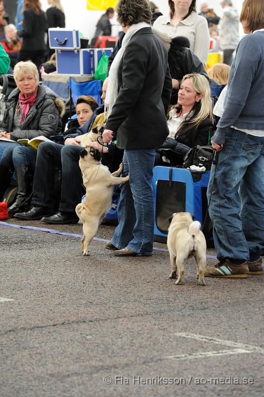 _DSC5493.JPG - Hundutställning i Malmö - Mops