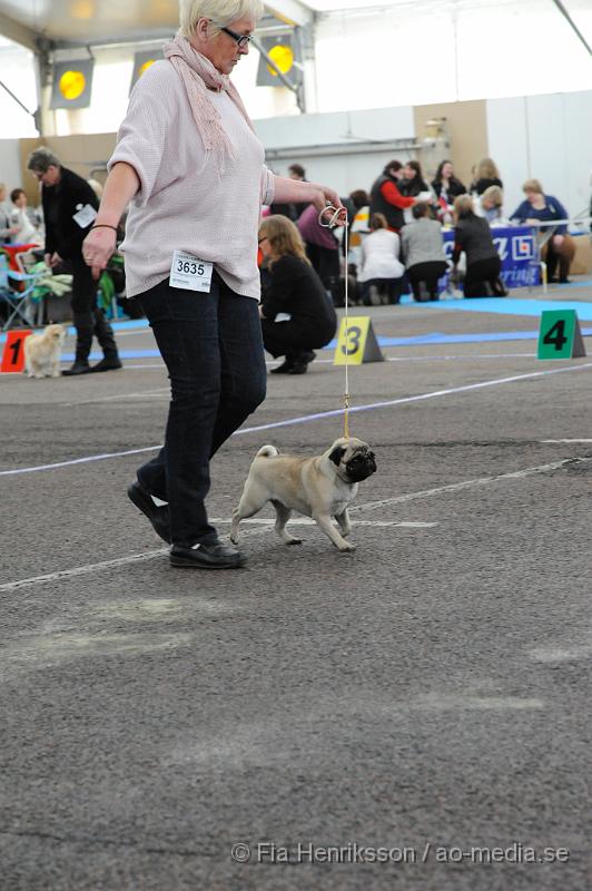 _DSC5500.JPG - Hundutställning i Malmö - Mops