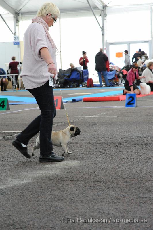 _DSC5501.JPG - Hundutställning i Malmö - Mops