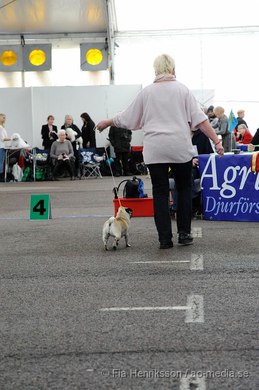 _DSC5502.JPG - Hundutställning i Malmö - Mops