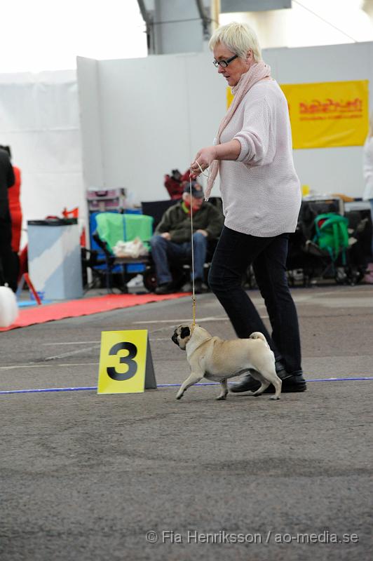 _DSC5503.JPG - Hundutställning i Malmö - Mops