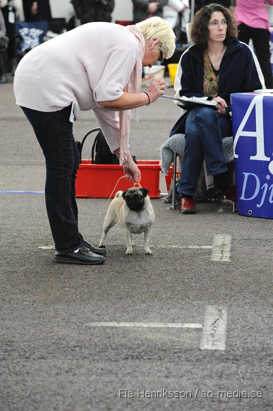 _DSC5507.JPG - Hundutställning i Malmö - Mops