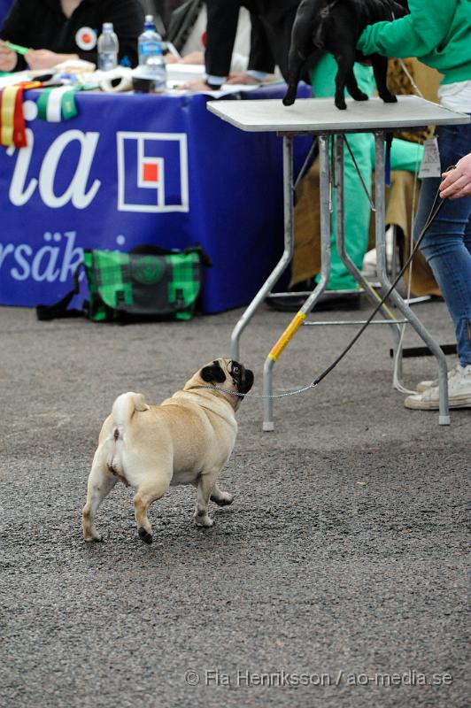 _DSC5511.JPG - Hundutställning i Malmö - Mops