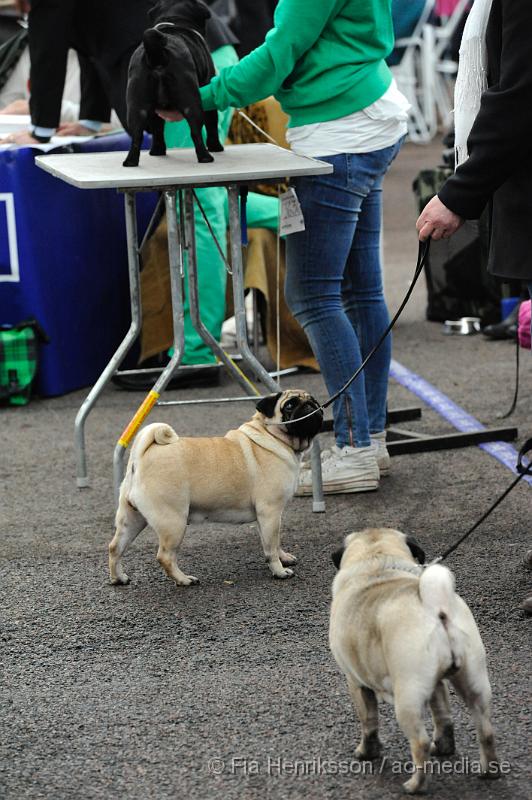 _DSC5514.JPG - Hundutställning i Malmö - Mops