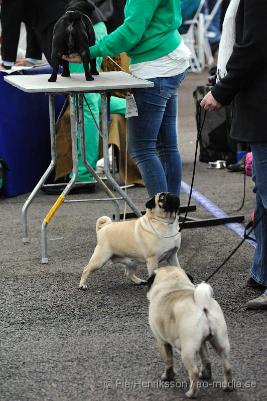 _DSC5515.JPG - Hundutställning i Malmö - Mops