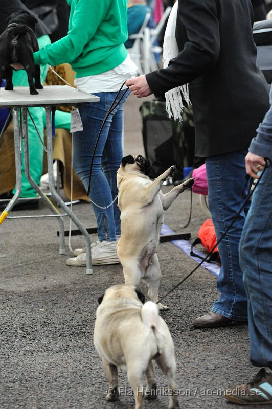 _DSC5517.JPG - Hundutställning i Malmö - Mops