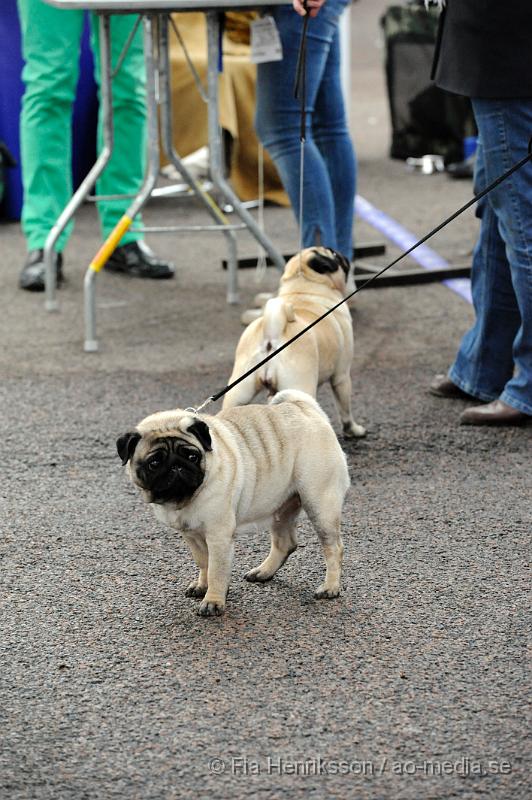 _DSC5519.JPG - Hundutställning i Malmö - Mops