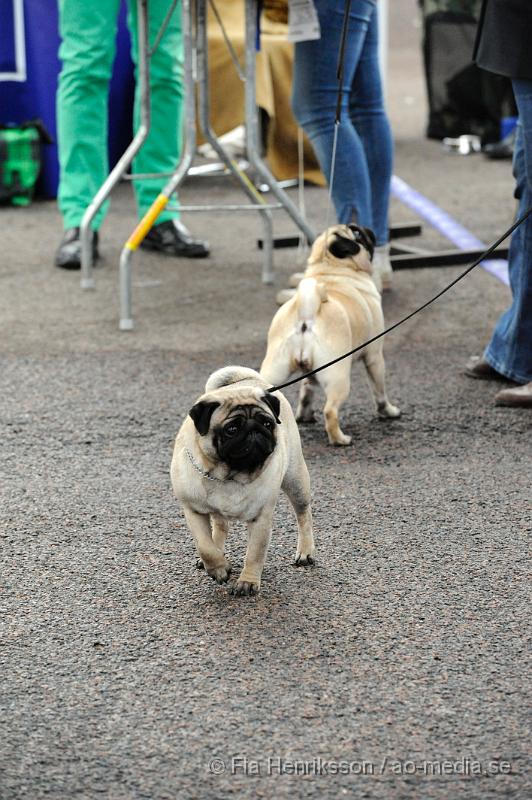 _DSC5520.JPG - Hundutställning i Malmö - Mops