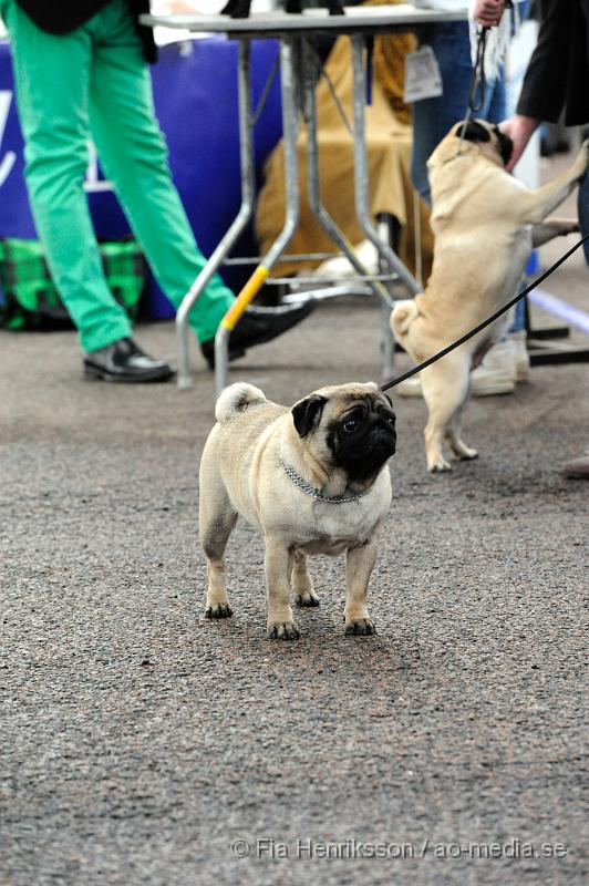 _DSC5523.JPG - Hundutställning i Malmö - Mops