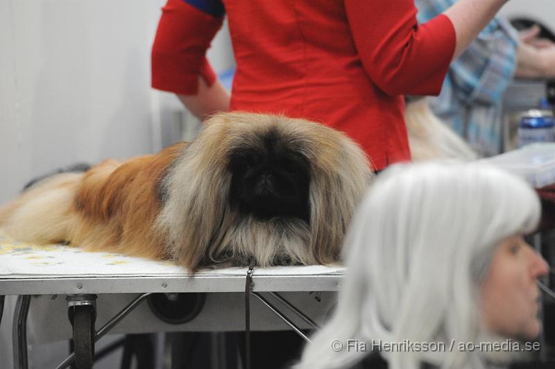 _DSC5533.JPG - Hundutställning i Malmö - Pekines