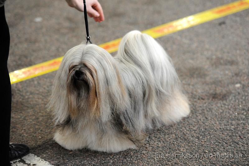 _DSC5534.JPG - Hundutställning i Malmö - Lhasa apso