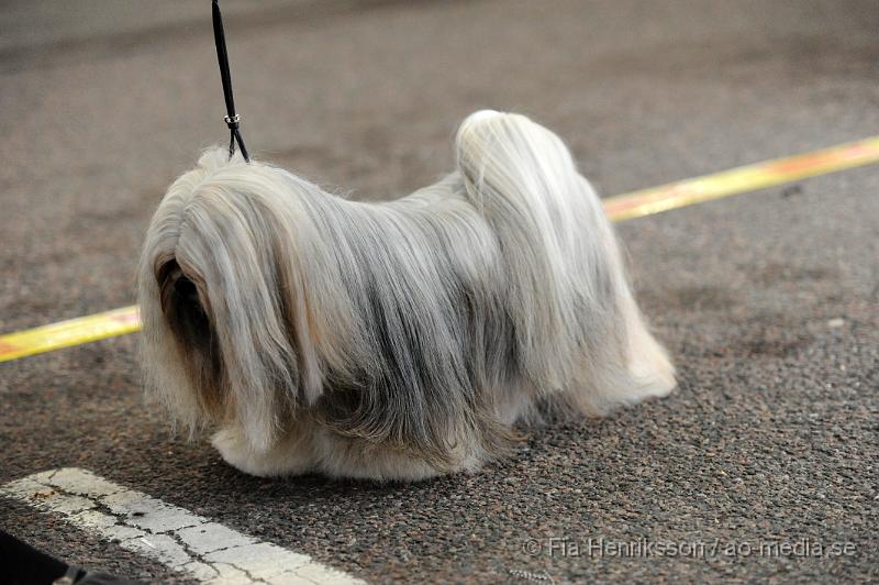 _DSC5537.JPG - Hundutställning i Malmö - Lhasa apso