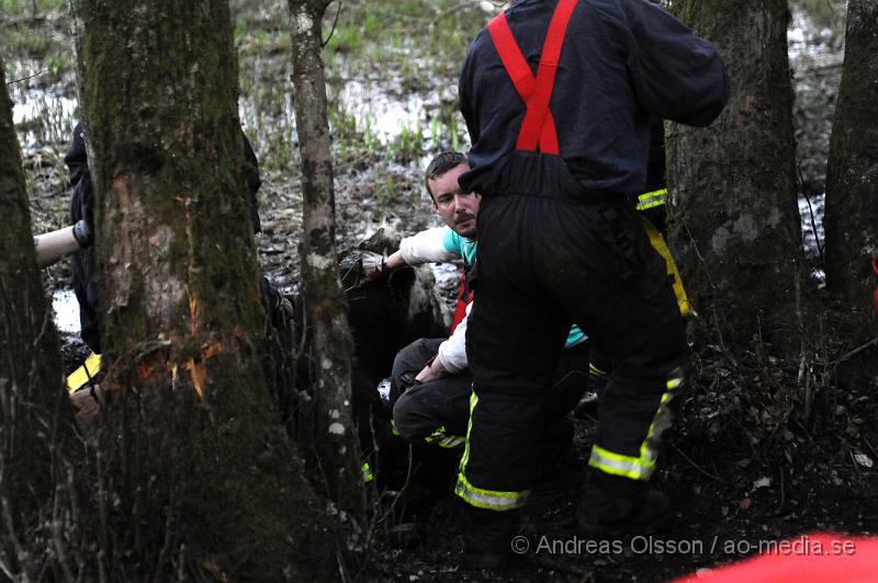 _DSC6518.JPG - Vid 20 tiden larmades räddningstjänsten i Ljungbyhed till en gård utanför Riseberga där en ko gått ner sig i en lerig hage. Hur länge kon suttit fast är oklart men den var helt utmattad. Efter ca 2 timmars hårt arbete lyckades man få upp kon på tor mark, där den får ligga under natten för att hämta krafter.