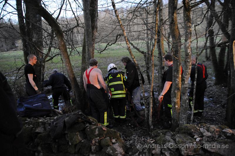 _DSC6531.JPG - Vid 20 tiden larmades räddningstjänsten i Ljungbyhed till en gård utanför Riseberga där en ko gått ner sig i en lerig hage. Hur länge kon suttit fast är oklart men den var helt utmattad. Efter ca 2 timmars hårt arbete lyckades man få upp kon på tor mark, där den får ligga under natten för att hämta krafter.