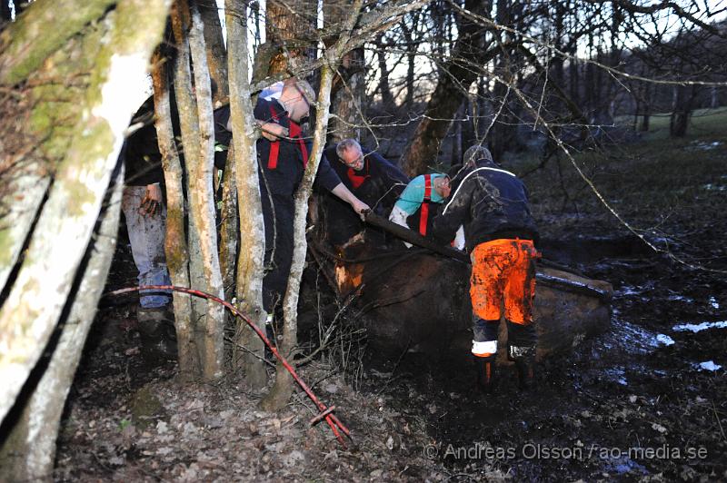 _DSC6541.JPG - Vid 20 tiden larmades räddningstjänsten i Ljungbyhed till en gård utanför Riseberga där en ko gått ner sig i en lerig hage. Hur länge kon suttit fast är oklart men den var helt utmattad. Efter ca 2 timmars hårt arbete lyckades man få upp kon på tor mark, där den får ligga under natten för att hämta krafter.