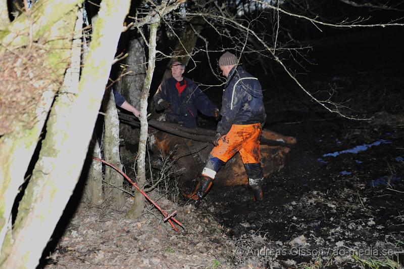 _DSC6545.JPG - Vid 20 tiden larmades räddningstjänsten i Ljungbyhed till en gård utanför Riseberga där en ko gått ner sig i en lerig hage. Hur länge kon suttit fast är oklart men den var helt utmattad. Efter ca 2 timmars hårt arbete lyckades man få upp kon på tor mark, där den får ligga under natten för att hämta krafter.