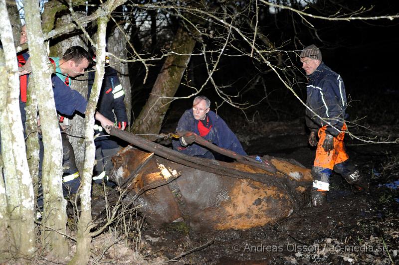 _DSC6551.JPG - Vid 20 tiden larmades räddningstjänsten i Ljungbyhed till en gård utanför Riseberga där en ko gått ner sig i en lerig hage. Hur länge kon suttit fast är oklart men den var helt utmattad. Efter ca 2 timmars hårt arbete lyckades man få upp kon på tor mark, där den får ligga under natten för att hämta krafter.