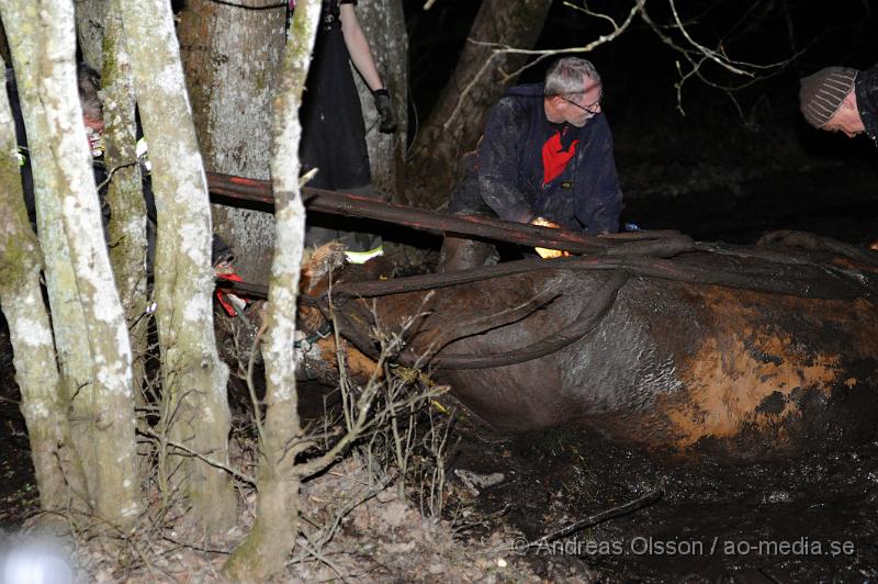 _DSC6554.JPG - Vid 20 tiden larmades räddningstjänsten i Ljungbyhed till en gård utanför Riseberga där en ko gått ner sig i en lerig hage. Hur länge kon suttit fast är oklart men den var helt utmattad. Efter ca 2 timmars hårt arbete lyckades man få upp kon på tor mark, där den får ligga under natten för att hämta krafter.