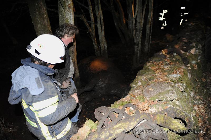 _DSC6556.JPG - Vid 20 tiden larmades räddningstjänsten i Ljungbyhed till en gård utanför Riseberga där en ko gått ner sig i en lerig hage. Hur länge kon suttit fast är oklart men den var helt utmattad. Efter ca 2 timmars hårt arbete lyckades man få upp kon på tor mark, där den får ligga under natten för att hämta krafter.