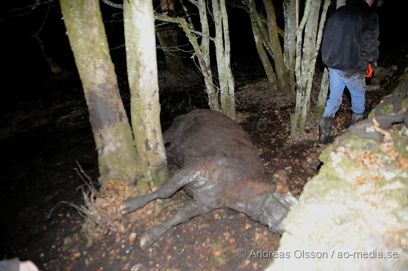 _DSC6557.JPG - Vid 20 tiden larmades räddningstjänsten i Ljungbyhed till en gård utanför Riseberga där en ko gått ner sig i en lerig hage. Hur länge kon suttit fast är oklart men den var helt utmattad. Efter ca 2 timmars hårt arbete lyckades man få upp kon på tor mark, där den får ligga under natten för att hämta krafter.