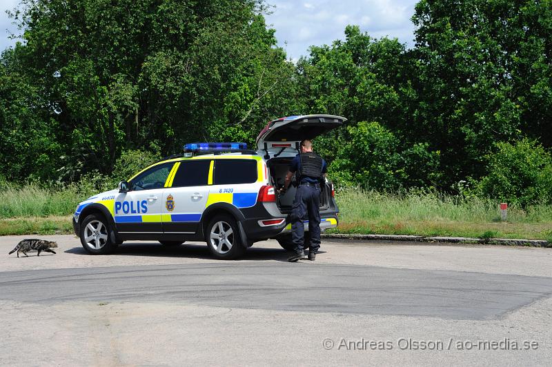 _DSC0636.JPG - Vid 20 tiden på onsdagen den 15/6 försvann en 81 årig man från sitt boende på badvägen. Polisen sökte i området under kvällen utan resultat. Sökandet avslutades när det blev mörkt med återupptogs tidigt på Torsdags morgonen. Då hade man även satt in en helikopter, hundpatruller, hästpatruller och polisbilar i sökandet efter mannen. Mannen hittades sent på torsdagseftermiddagen i ett skogsområde söder om Borgasjön medtagen men inte skadad. Han behövde inte föras in till sjukhuset.