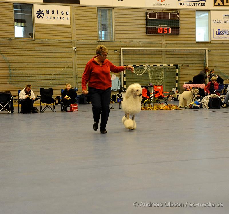 _DSC0804.JPG - Storpudel - Valp, Unghundsklass