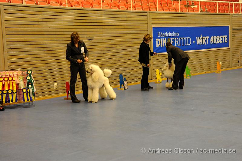 _DSC0817.JPG - Bästa Hanhundsklass - Stor pudel