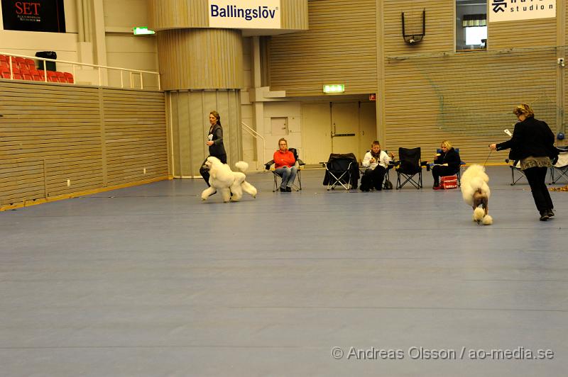 _DSC0818.JPG - Bästa Hanhundsklass - Stor pudel