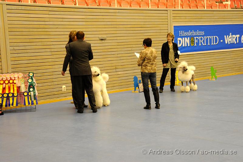 _DSC0822.JPG - Bästa Hanhundsklass - Stor pudel