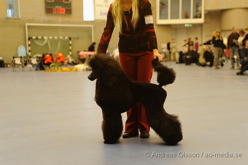 _DSC0860.JPG - Stor Pudel. Tik - Juniorklass 9-15 månader.