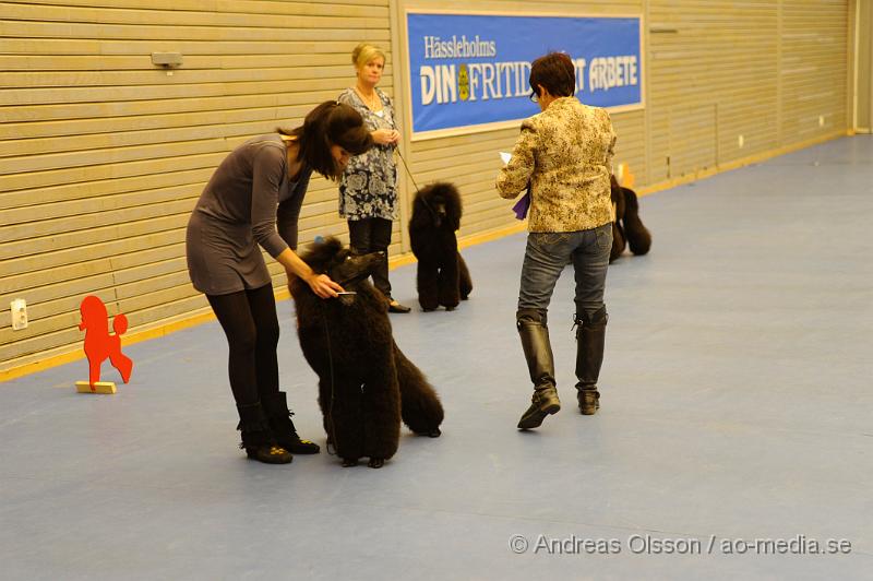 _DSC0881.JPG - Stor Pudel. Tik - Juniorklass 9-15 månader.