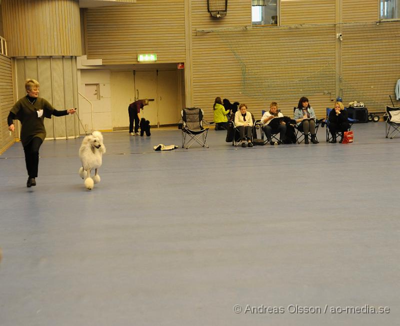 _DSC0898.JPG - Stor Pudel. Tik - Unghundsklass 15-24 månader.