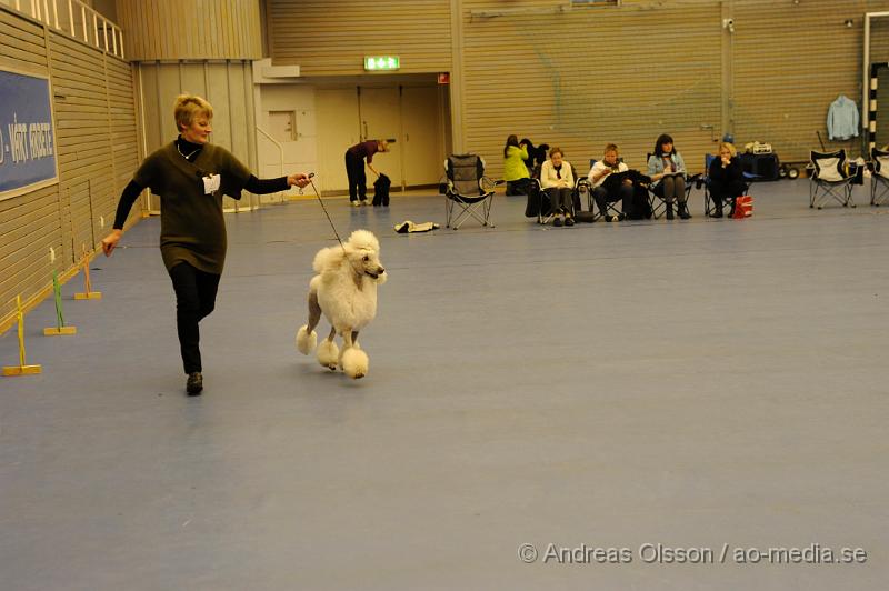 _DSC0900.JPG - Stor Pudel. Tik - Unghundsklass 15-24 månader.