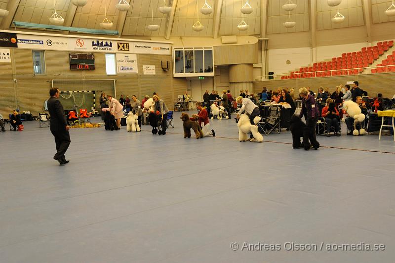 _DSC0904.JPG - Stor Pudel. Tik - Öppenklass från 15 månader.