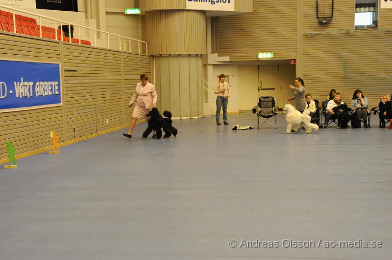 _DSC0906.JPG - Stor Pudel. Tik - Öppenklass från 15 månader.