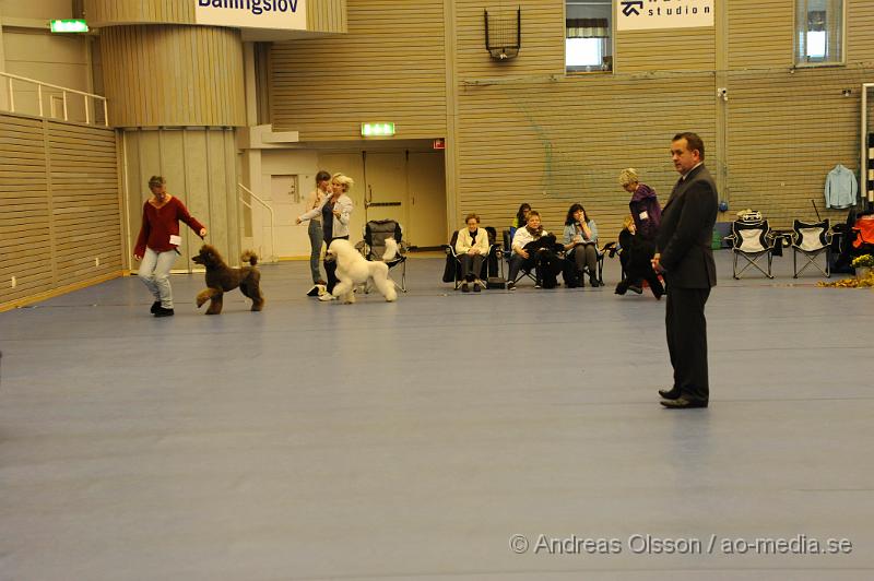 _DSC0910.JPG - Stor Pudel. Tik - Öppenklass från 15 månader.