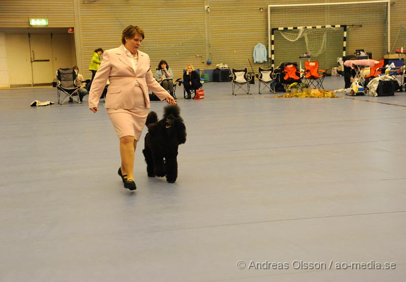 _DSC0912.JPG - Stor Pudel. Tik - Öppenklass från 15 månader.