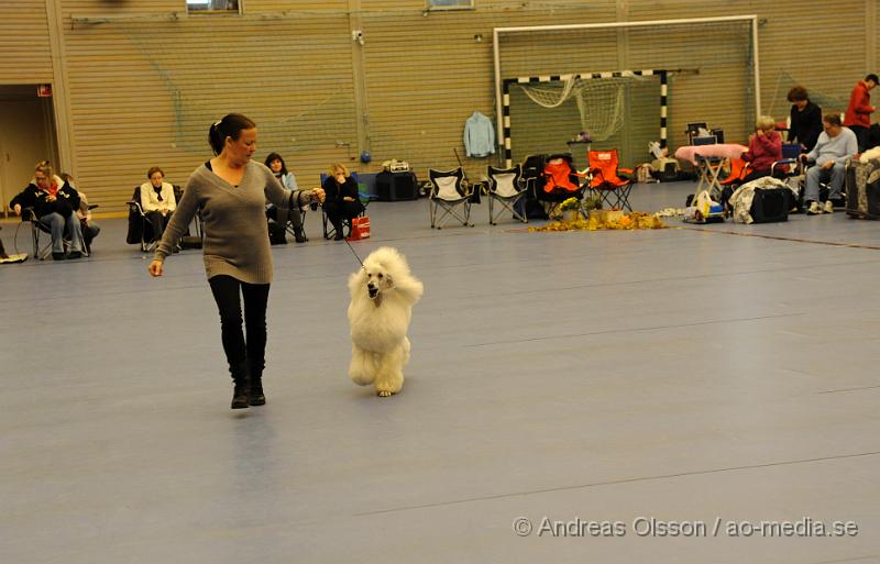 _DSC0919.JPG - Stor Pudel. Tik - Öppenklass från 15 månader.