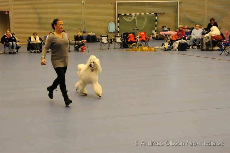 _DSC0920.JPG - Stor Pudel. Tik - Öppenklass från 15 månader.