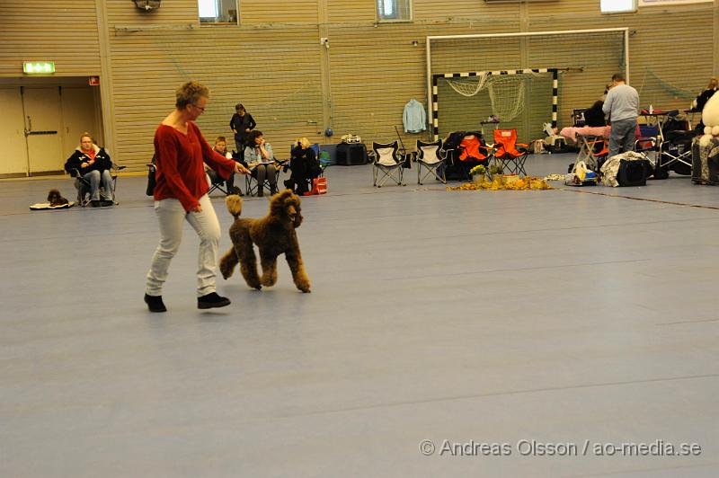 _DSC0933.JPG - Stor Pudel. Tik - Öppenklass från 15 månader.