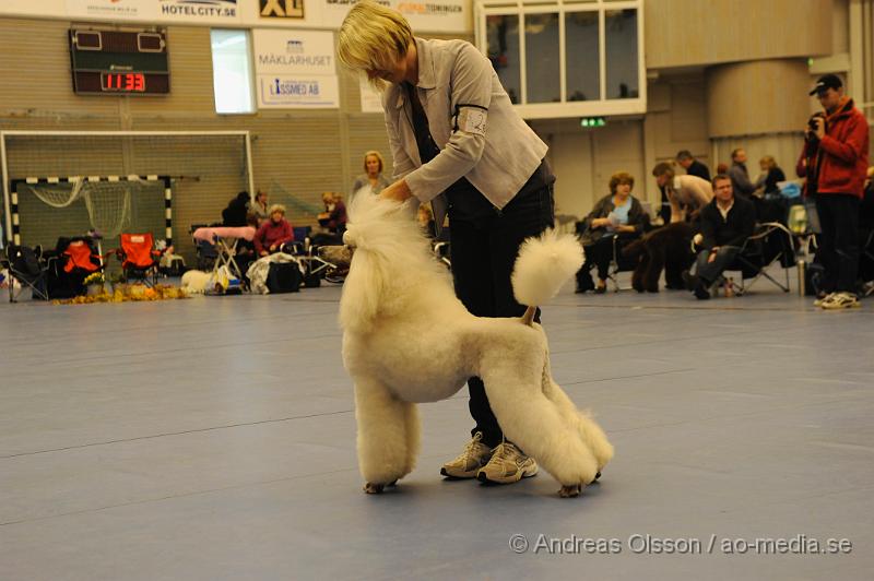 _DSC0936.JPG - Stor Pudel. Tik - Öppenklass från 15 månader.