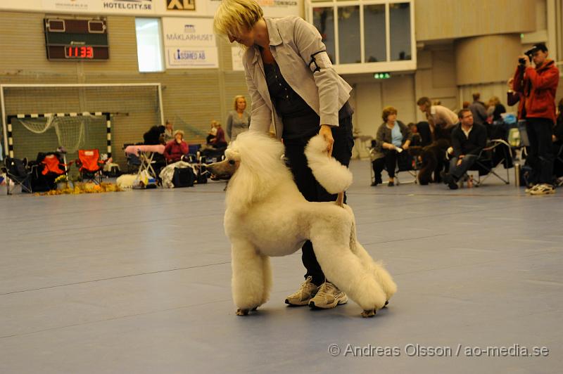 _DSC0939.JPG - Stor Pudel. Tik - Öppenklass från 15 månader.