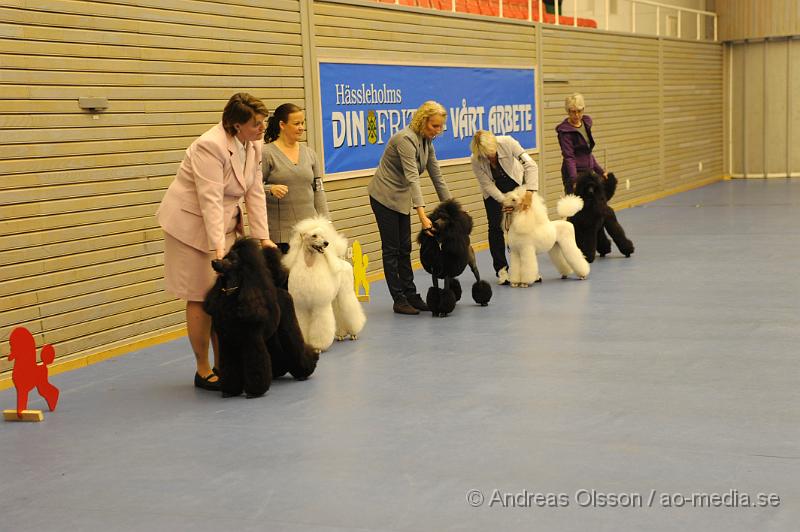 _DSC0947.JPG - Stor Pudel. Tik - Öppenklass från 15 månader.