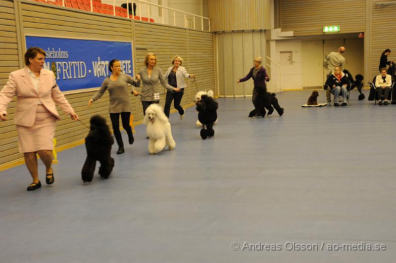 _DSC0951.JPG - Stor Pudel. Tik - Öppenklass från 15 månader.