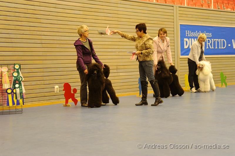 _DSC0954.JPG - Stor Pudel. Tik - Öppenklass från 15 månader.